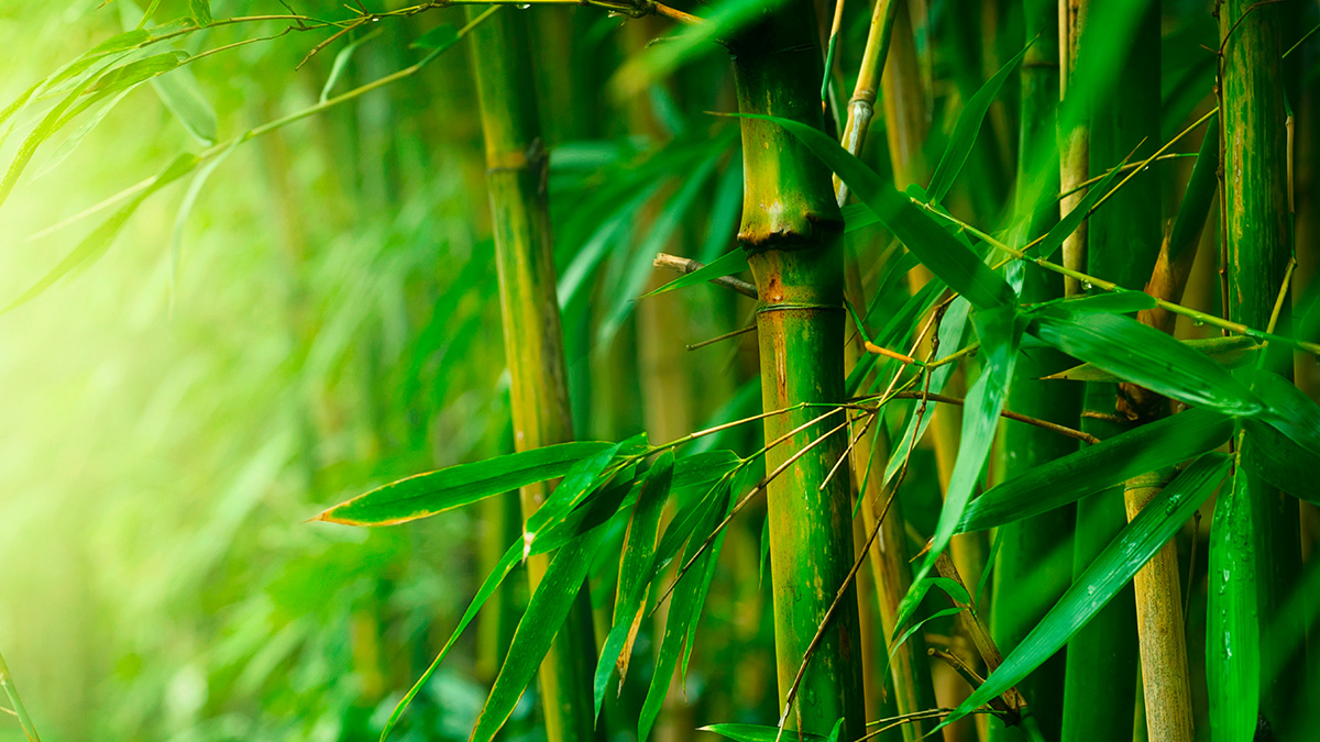 bamboo